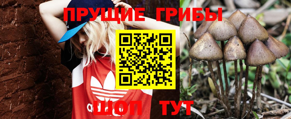 Шарыпово  Псилоцибиновые грибы MAGIC MUSHROOMS  Вход с VPN  Псилоцибиновые грибы прущие грибы 